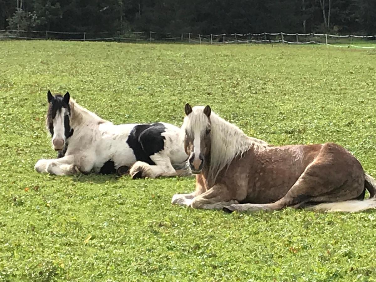 Pony-Ziegen-Hasen-Ranch Bichlbach Apartment Екстериор снимка
